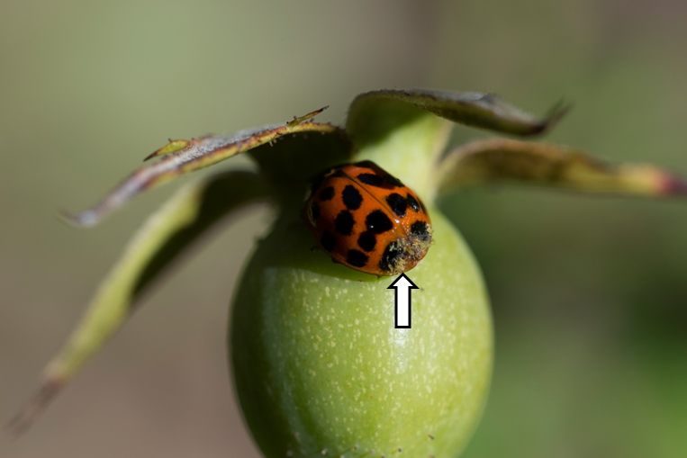 Yellow fruiting bodies on the dorsal end of an invasive harlequin ladybird, Harmonia axyridis