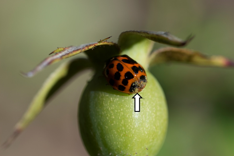 ScienceShot: Invasive Ladybug Carries Fatal Parasite, Science