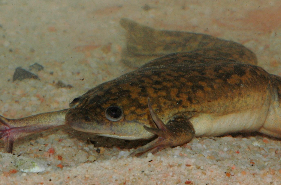 An African clawed frog (Xenopus laevis)