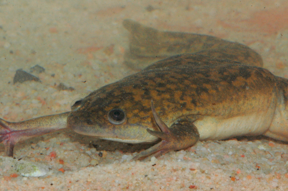 The large African clawed frog, Xenopus laevis