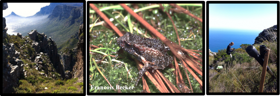 Research recording sites of the Cape Peninsula Moss frogs (Arthroleptella lightfooti) 