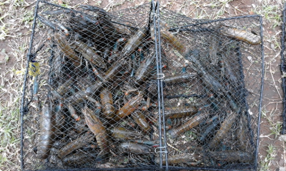 Read more about the article Australian redclaw crayfish quickly spreading in South Africa and Swaziland