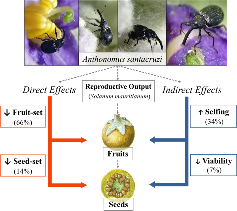 The flower-bud feeding weevil, Anthonomus santacruzi