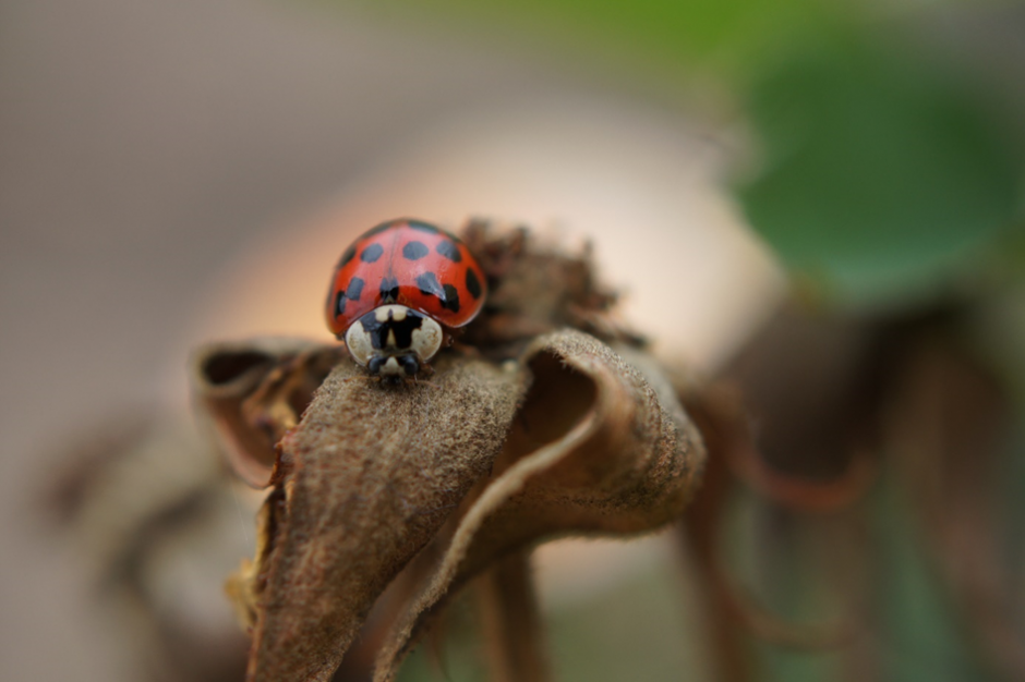 The harlequin ladybird, Harmonia axyridis
