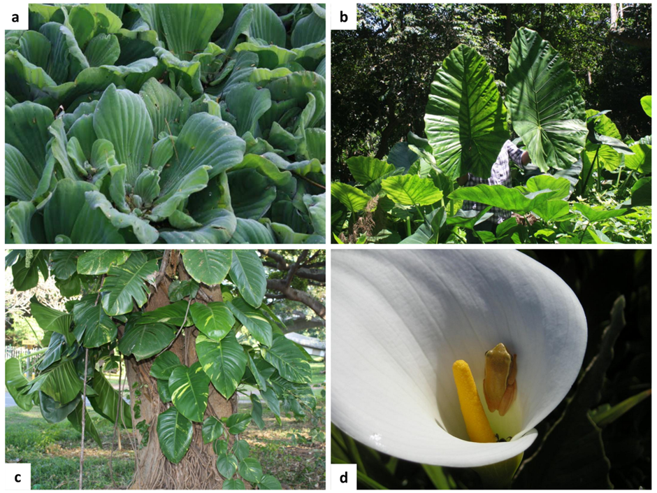 Four of the 19 invasive Araceae