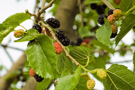 Fruits of mulberry (Morus alba), one of the invasive alien plants species used in the study