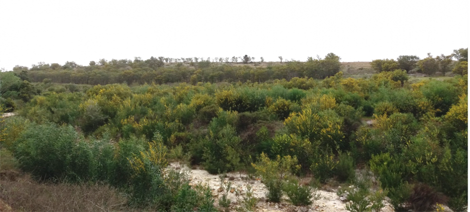 The occurrence of IAPs along river courses and surroundings near Napier town, in the Cape Agulhas