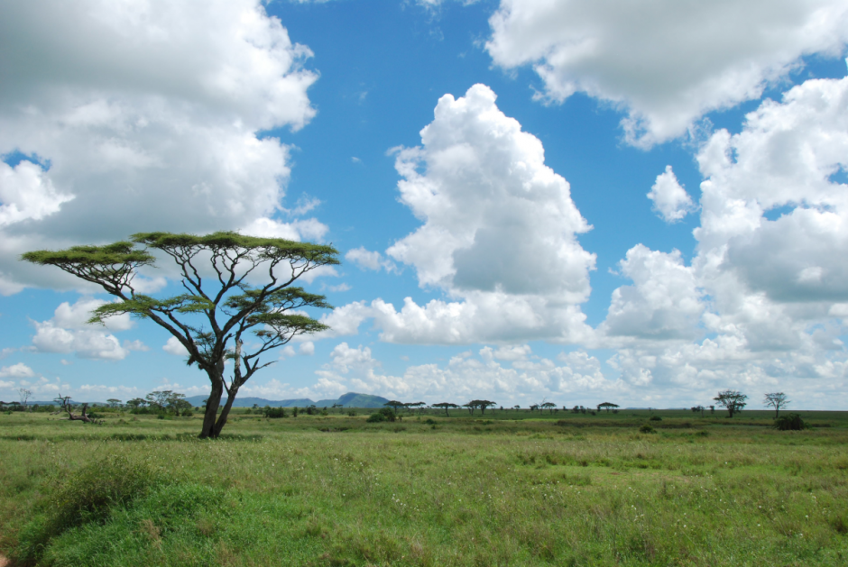 Scene from Serengeti