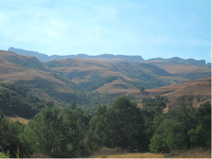 Grasslands in Kwazulu-Natal, South Africa invaded by Silver wattle 