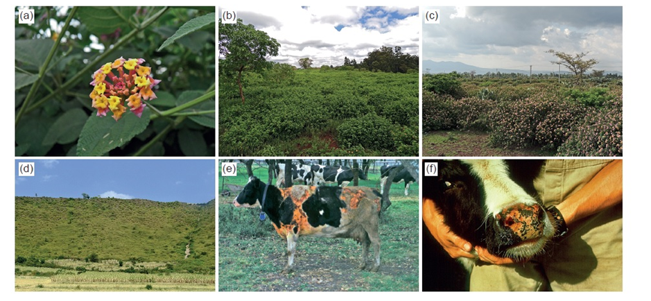 Read more about the article Social-ecological impacts of two invasive plant species in eastern Africa