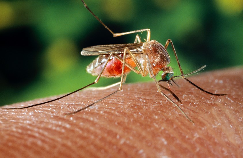 The southern house mosquito (Culex quinquefasciatus)