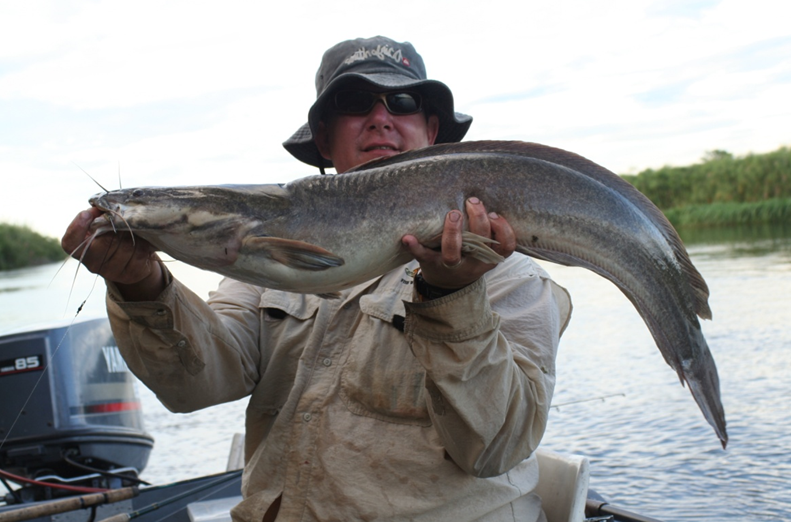 C·I·B core team member Olaf Weyl holding an African sharptooth catfish (Clarias gariepinus)