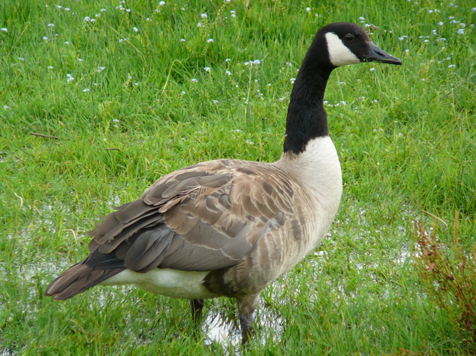 The Canada goose (Branta canadensis)