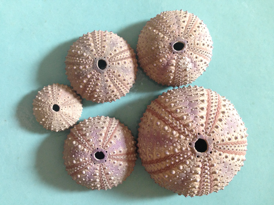 Shells of the Chilean black urchin, Tetrapygus niger