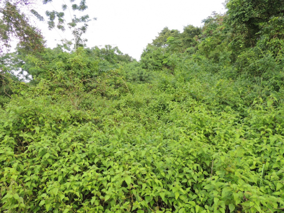 Read more about the article Negative effects of Siam weed invasions for Tanzanian livelihoods