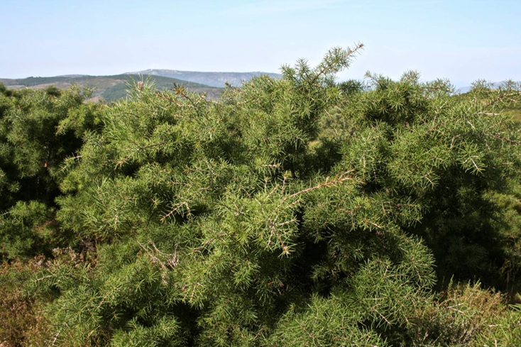Hakea sericea is an example of an invasive plant providing both services and disservices