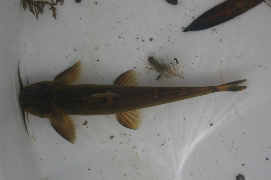 The mountain catfish (Amphilius natalensis)