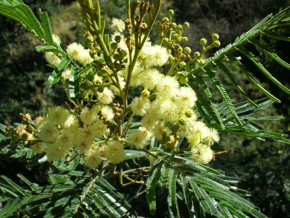 The invasive alien tree, Acacia mearnsii