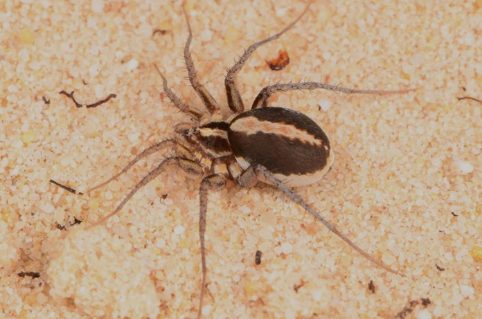 Spiders in the genus Ammoxenus were very abundant at certain sites along the transect