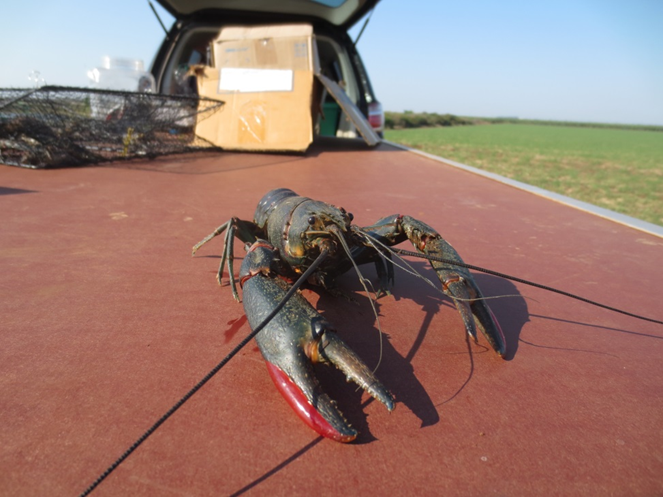 Read more about the article C·I·B study alerts for the risk of freshwater crayfish invading Okavango Delta