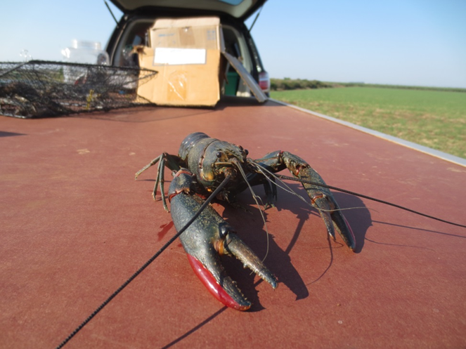 The Australian redclaw crayfish (Cherax quadricarinatus)