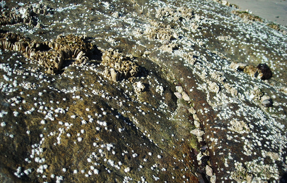 A dense settlement of the alien barnacle Balanus glandula on a rocky shore near Elands Bay.