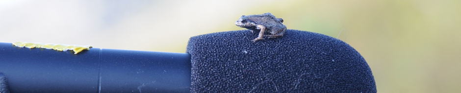 A Cape peninsula moss frog (Arthroleptella lightfooti) sitting on one of the microphones used in the study