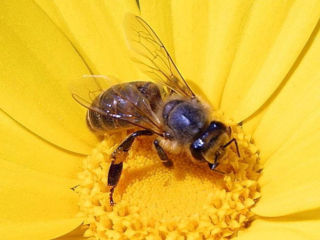 A mutualistic interaction between the European honey bee (Apis mellifera) and a flowering plant