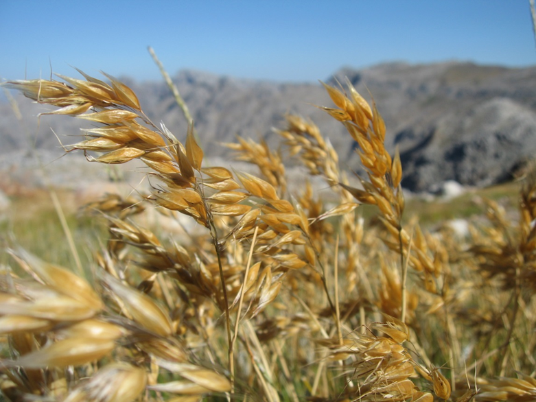 Read more about the article C·I·B researcher contributes to global database of photosynthesis in grasses
