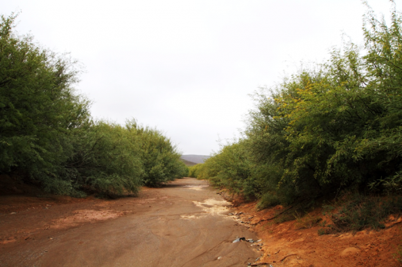 Read more about the article Prosopis: a weed or resourceful tree in South Africa?
