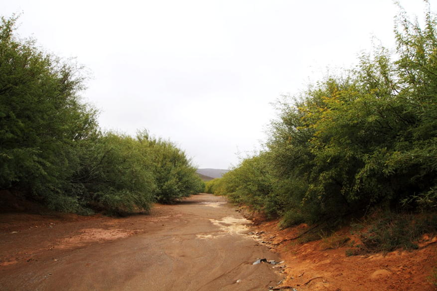 Stands of Prosopis along the Huntams River, Loeriesfontein