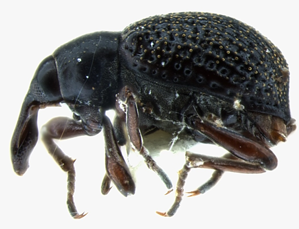 Cyrtobagous salviniae, the biocontrol agent for the invasive water fern Salvinia molesta