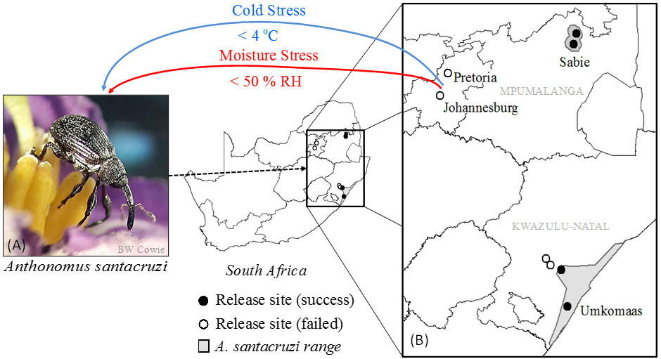 The flowerbud weevil (Anthonomus santacruzi) success and failure of the flowerbud weevil in South Africa.