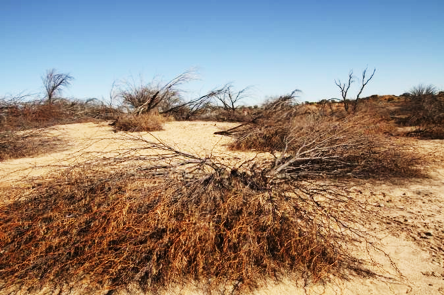 Recently cleared Prosopis trees along the Molopo River, Kalahari.