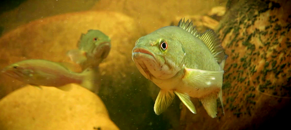 Invasive smallmouth bass (M. dolomieu) have all but eradicated native fishes from below the waterfall
