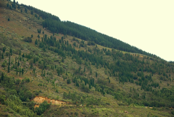 Pines (Pinus species) spreading from a forestry plantation