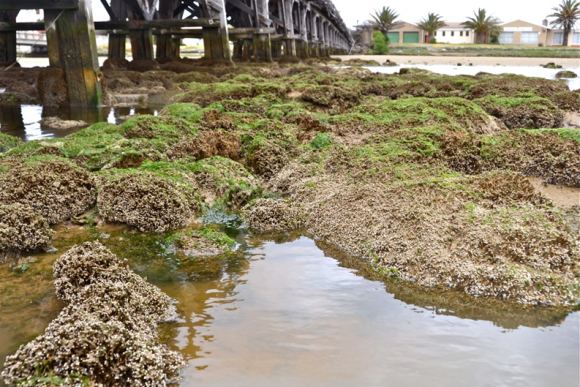 Read more about the article Alien polychaete drives major change in Zandvlei estuary