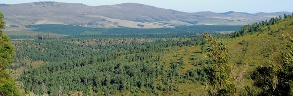 Read more about the article “Bold steps” needed to improve management of invasive pines