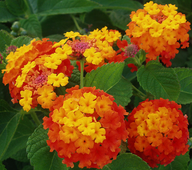 The highly invasive alien plant, Lantana camara in Australia and South Africa