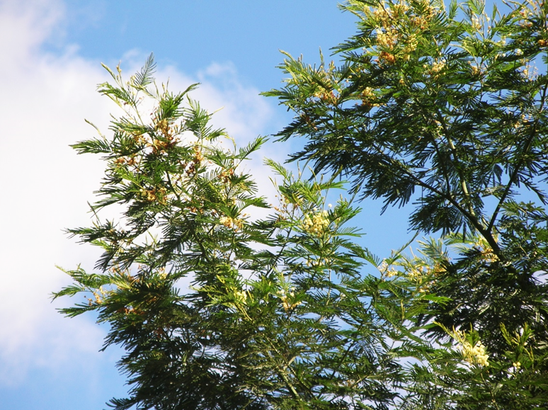 Black wattle, Acacia mearnsii