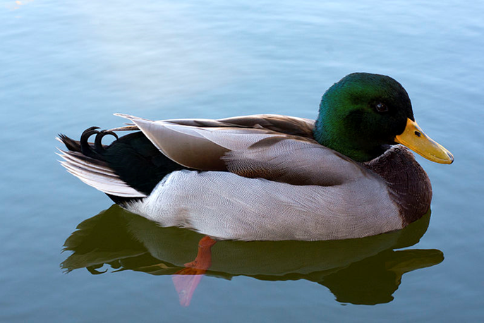 The mallard duck (Anas platyrhynchos) has massive impact through hybridisation