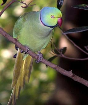 Rose-ringed parakeet, Psittacula krameri