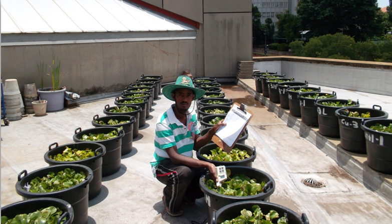 Solomon measuring the removal of metal salts from water by the invasive weed, water hyacinth (Eichhornia crassipes)