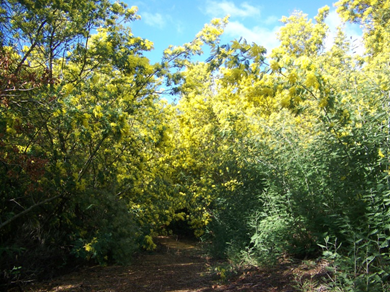 Acacias covering a country road in the sampling area