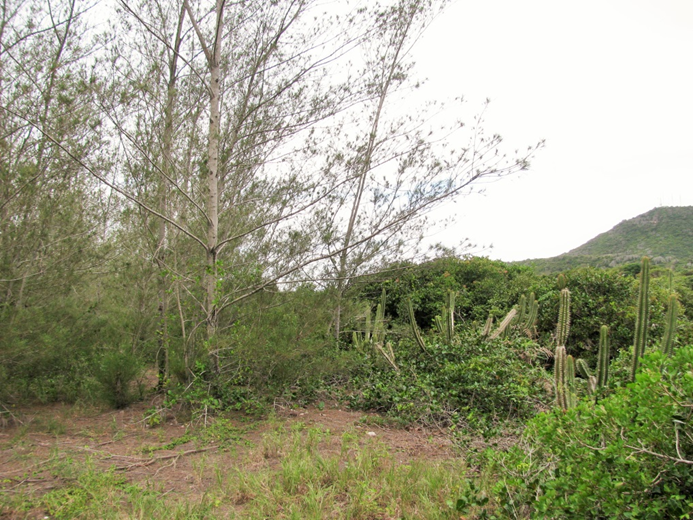 Australian pine tree (Casuarina equisetifolia L) invading restinga (sandy coastal plains) in Brazil