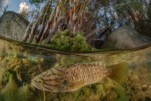 The Cape kurper (Sandelia capensis), endemic to rivers of the Western Cape, South Africa, is threatened by the introduced fish species