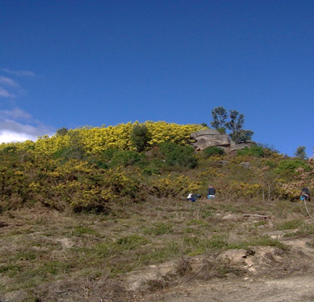 Flowering Acacias on a hilltop during the sampling period