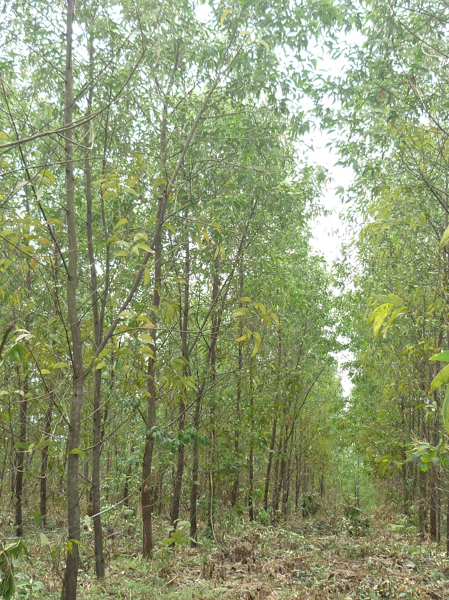 An example of a successful forestry trial planting of Acacias in Vietnam