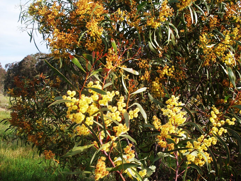 The invasive alien tree Golden wattle (Acacia pycnantha)