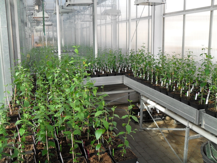The greenhouse experiment where Heidi exposed non-native and native Siberian elm (Ulmus pumila) seedlings to different temperature and watering treatments to determine which of the populations are the most successful